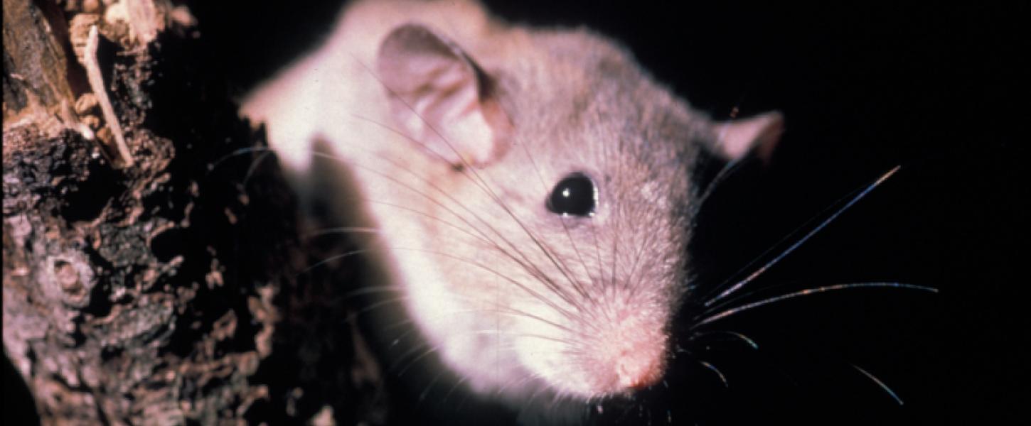 Endemic And Endangered Woodrat Florida State Parks endemic-and-endangered-woodrat-florida-state-parks
